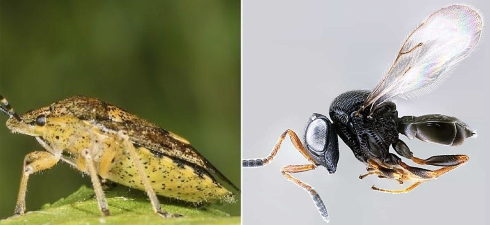 Lotta alla cimice asiatica, tra maggio e giugno partono i lanci della vespa samurai